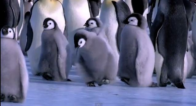 Τι τραβάνε και οι… πιγκουίνοι