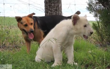 Δυο αταίριαστοι… φίλοι