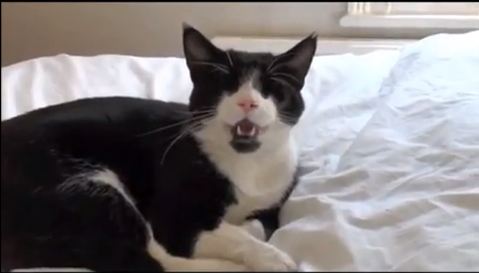 Το φτέρνισμα της… γάτας