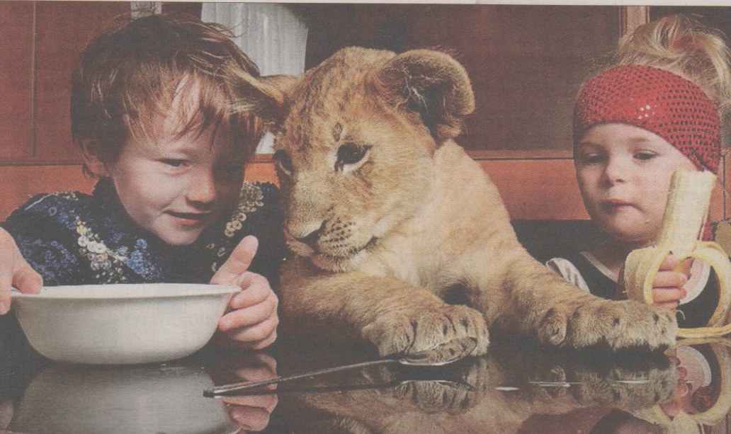 Λιονταράκι για κατοικίδιο στο σπίτι