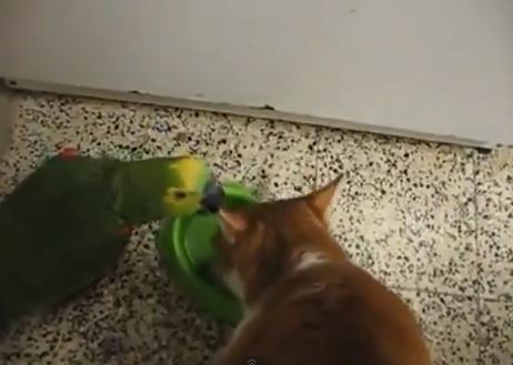 ΒΙΝΤΕΟ-Παπαγάλος VS γάτας