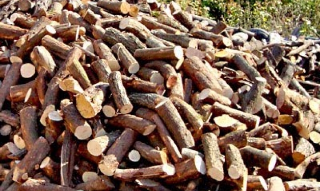 Αυστηρότερες διατάξεις για τη λαθροϋλοτόμηση