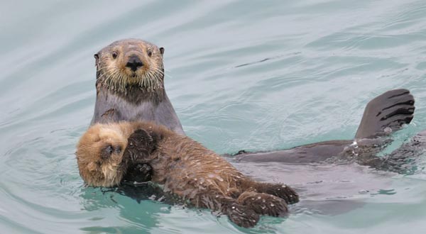 Το μητρικό ένστικτο… των ζώων