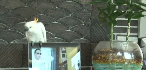 ΒΙΝΤΕΟ-Παπαγάλος …τραγουδά Gangnam Style!