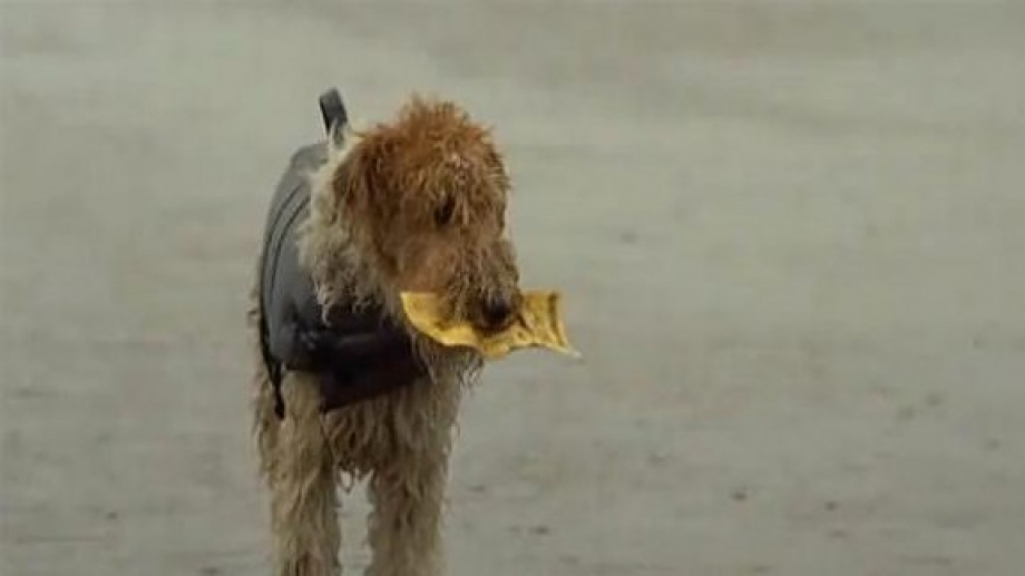 Διαφήμιση για την τύχη και την αφοσίωση