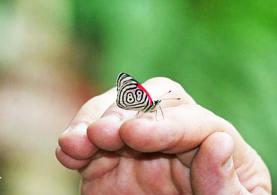 ΦΩΤΟ-Η πεταλούδα με το Νο 88