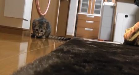 Ο τερματοφύλακας είναι… γάτα