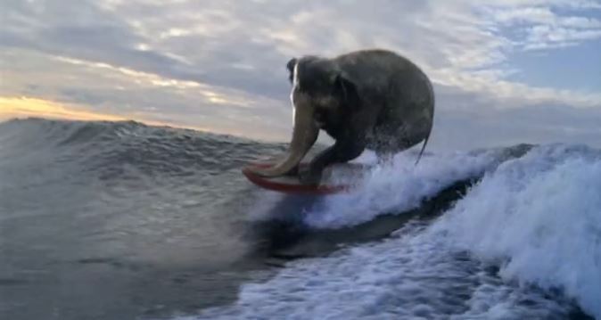 ΒΙΝΤΕΟ-Ελέφαντας κάνει… σέρφ!