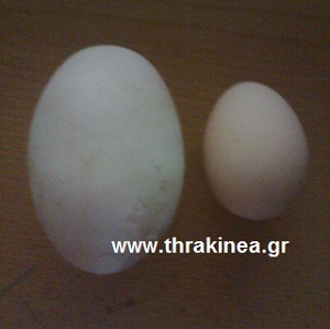 Αυγό γίγας στον Έβρο