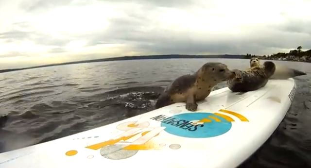 Μικρές φώκιες επάνω στο… σερφ