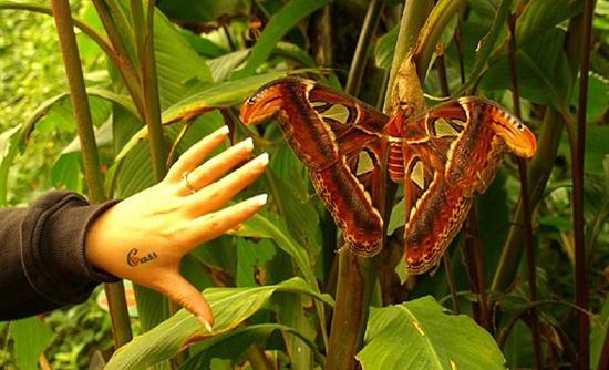 Η μεγαλύτερη πεταλούδα στον κόσμο