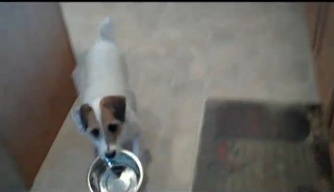 Ο σκύλος για όλες τις δουλειές