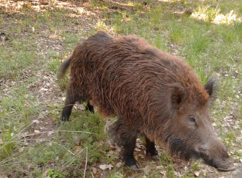 Επίθεση από αγριογούρουνο