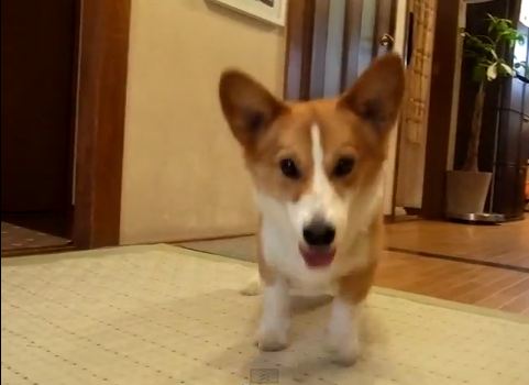 Ο σκύλος παίζει… τέρμα