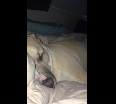 Ο σκύλος του… Ντόναλντ Ντακ