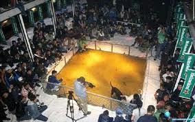 Καταδικάστηκαν για κυνομαχίες