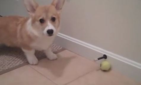 ΒΙΝΤΕΟ:Ο Κούπερ και ο «αιώνιος εχθρός»