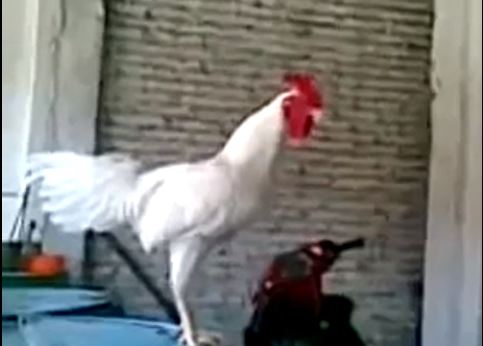 ΒΙΝΤΕΟ:Ο γελαστός… κόκορας