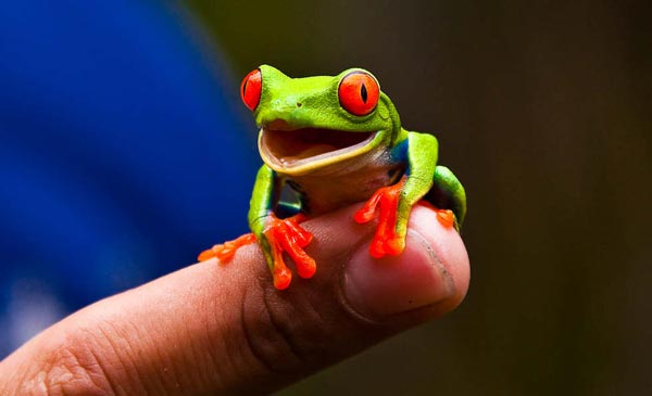 Ο σπάνιος βάτραχος «γελωτοποιός»