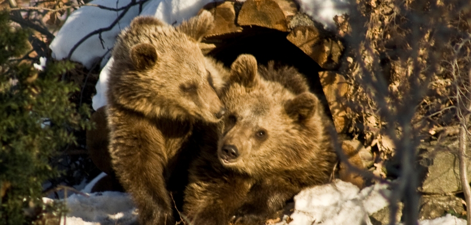 Νυμφαίο:Οι αρκούδες… ξύπνησαν