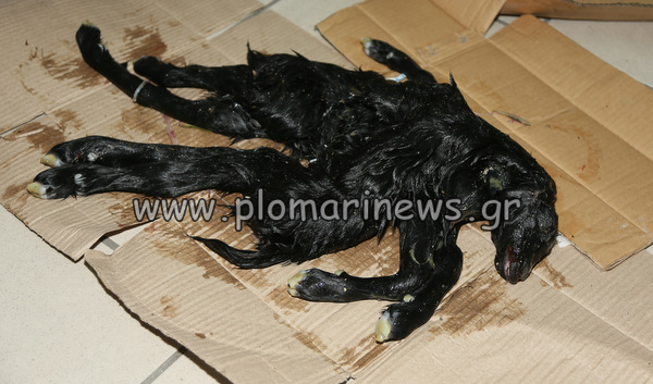 ΦΩΤΟ- Το κατσικάκι “χταπόδι”…