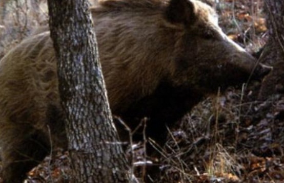 Ραδιενεργά αγριογούρουνα στην Ιταλία