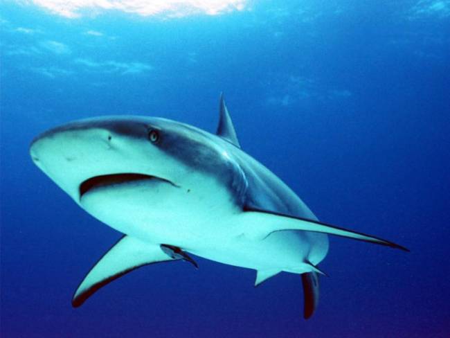 Πάλεψε με καρχαρία,αλλά δεν γλίτωσε την απόλυση