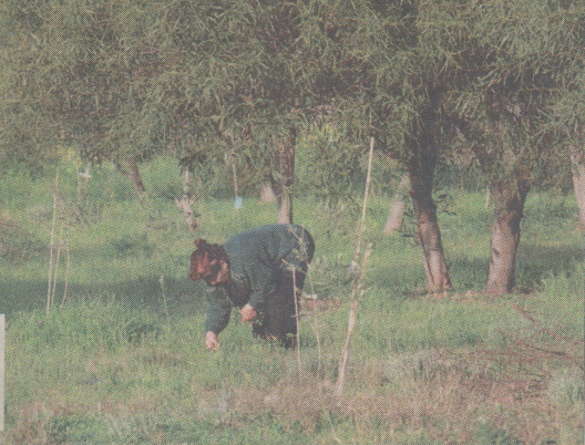 Στο Ελληνικό…μαζεύουν ραδίκια