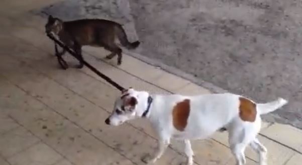 ΒΙΝΤΕΟ-Όταν η γάτα βγάζει …βόλτα τον σκύλο!