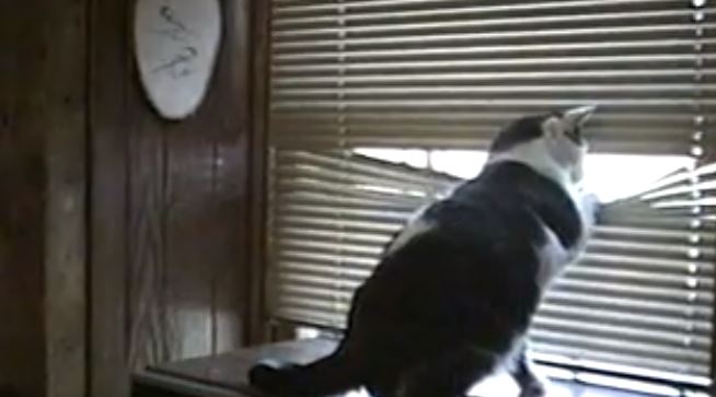 ΒΙΝΤΕΟ-Η γάτα που τα βλέπει… όλα