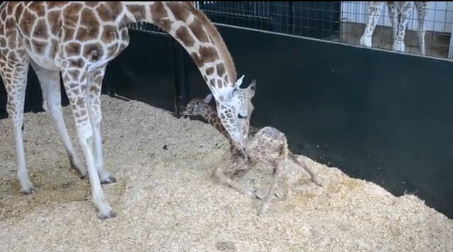 ΒΙΝΤΕΟ:Στα πόδια της για πρώτη φορά