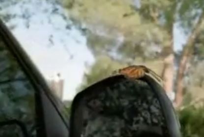 ΒΙΝΤΕΟ-Το …φαινόμενο της πεταλούδας!