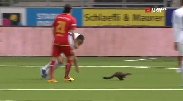 ΒΙΝΤΕΟ-Η νυφίτσα ήταν πιο γρήγορη από το σέντερ-φορ