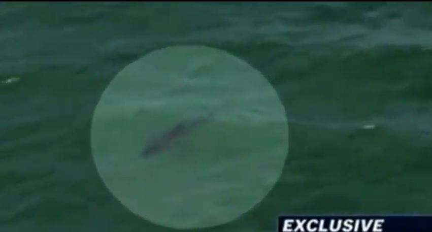 ΒΙΝΤΕΟ:Καρχαρίας κατασπάραξε σκηνοθέτη