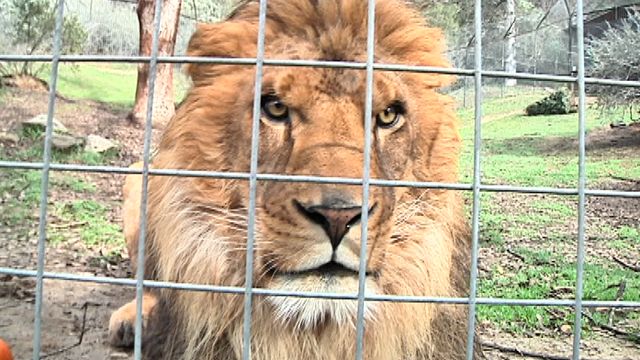 Λιοντάρι σκότωσε υπάλληλο σε πάρκο