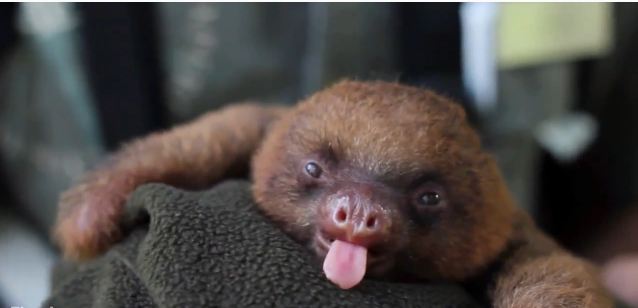 Όμορφα ζώα σε… όμορφες στιγμές