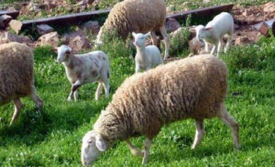 Πρόβατα ως… χορτοκοπτικές μηχανές
