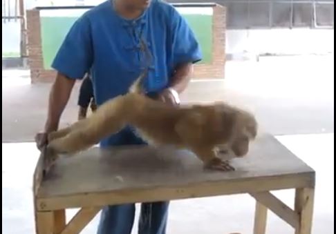 Οι αθλοπαιδιές της… μαϊμούς