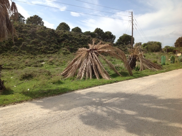 ΦΩΤΟ-Οι «νεκροί» φοίνικες