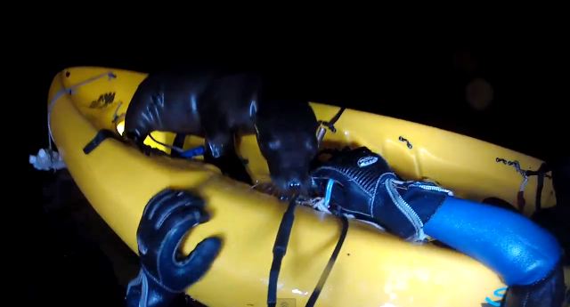 Ένας λαθρεπιβάτης στο… καγιάκ