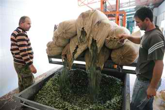 Κρήτη: Έκλεψαν 8 τόνους ελαιόλαδο