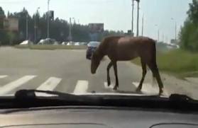 ΤΩΡΑ-Άλογο στην εθνική οδό Θεσσαλονίκης-Μουδανιών