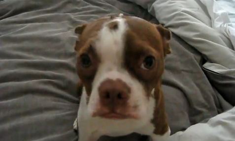 ΒΙΝΤΕΟ:Ο σκύλος ήταν… ένοχος