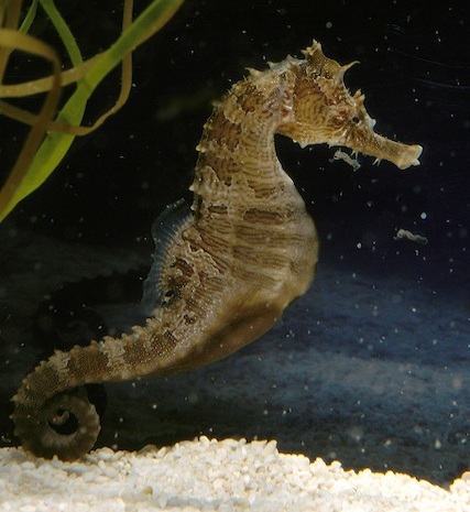 Πως φροντίζει ο ιππόκαμπος τα μικρά του;