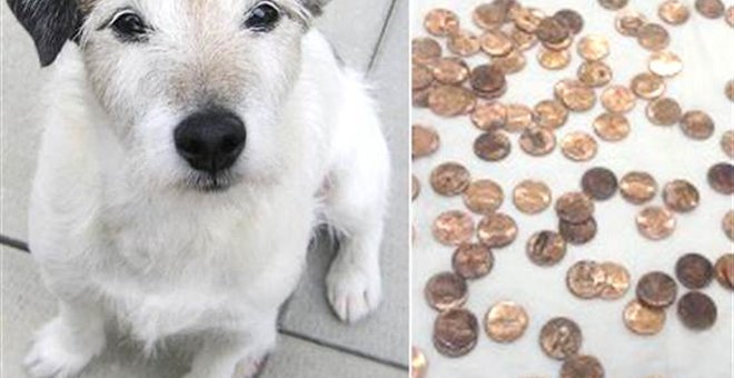 Ένας σκύλος καταβρόχθισε 111 κέρματα