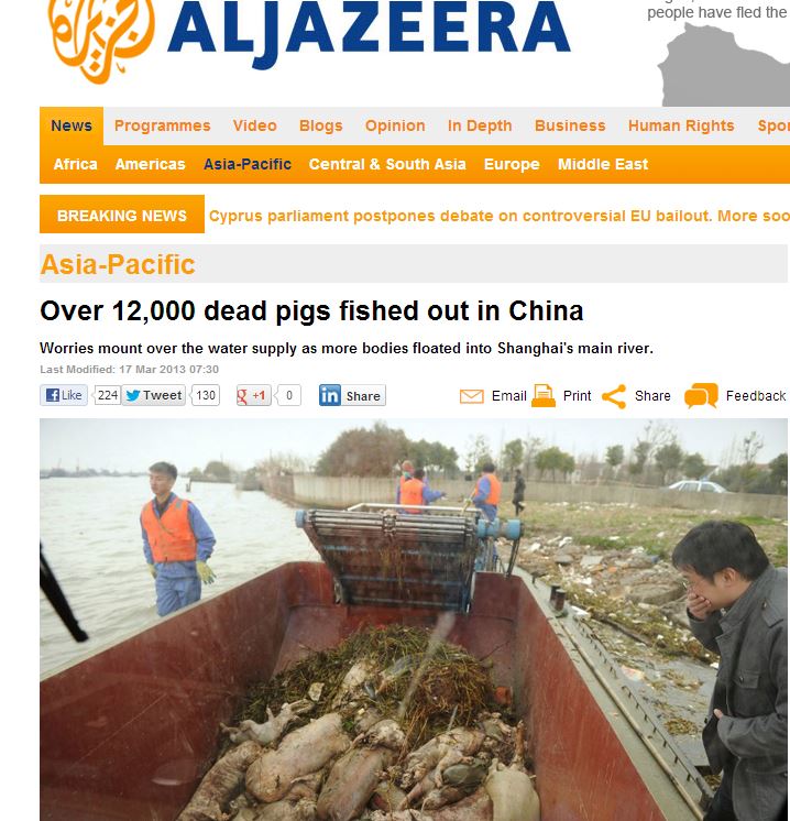 Σαγκάη: 9.000 νεκρούς χοίρους “ξέβρασε” το ποτάμι