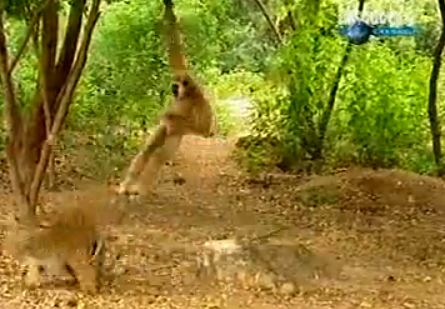 ΒΙΝΤΕΟ-Όταν ο πίθηκος κάνει …πλάκα στην τίγρη