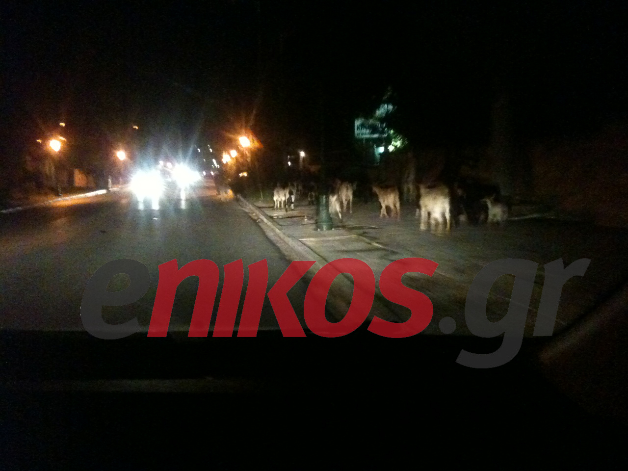 ΦΩΤΟ-Κατσίκες στο Κεφαλάρι