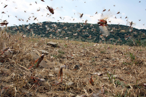 ΒΙΝΤΕΟ-Σκοτείνιασε ο ουρανός από τις ακρίδες