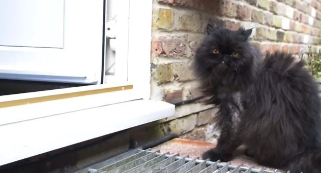 ΒΙΝΤΕΟ:Γάτος περπατάει με τα δύο δεξιά του πόδια